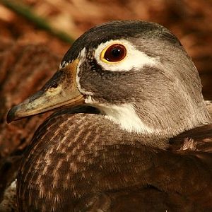 Wood Duck