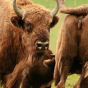 European Bison