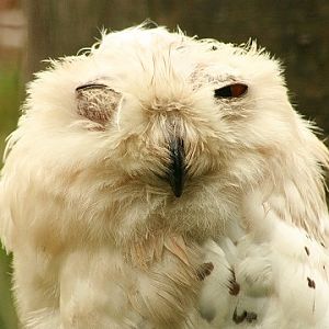 Snowy Owl