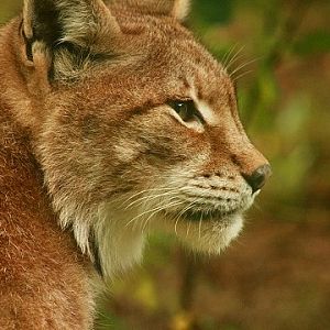 Eurasian Lynx