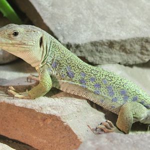 Ocellated lizard