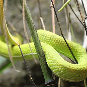 White-lipped tree-viper