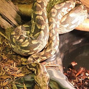 Dumeril's  boa