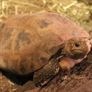 Elongated tortoise