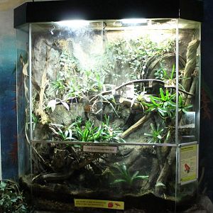 Strawberry frog enclosure