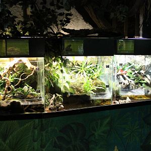 Poison-dart frog enclosures