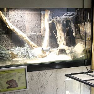 Enclosure Red-spotted burrow frog