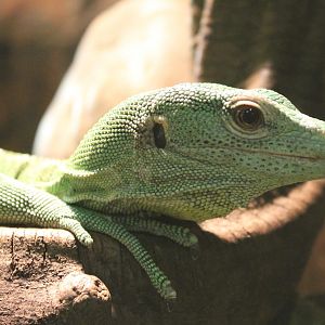 Green tree monitor