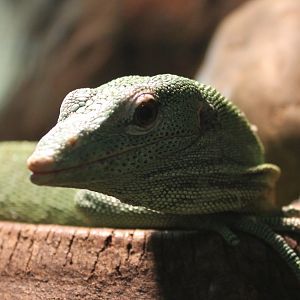 Green tree monitor