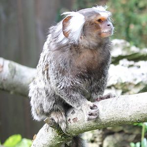Common marmoset