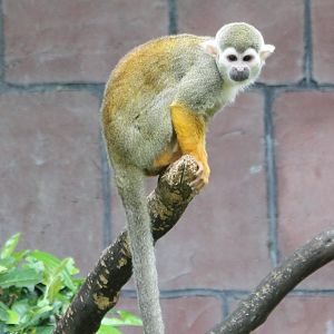 Squirrel monkey