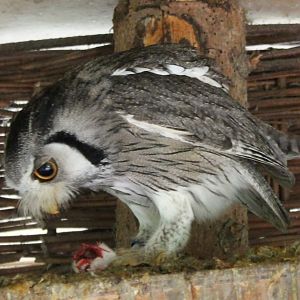 Northern white-faced scops-owl