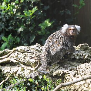 Common marmoset