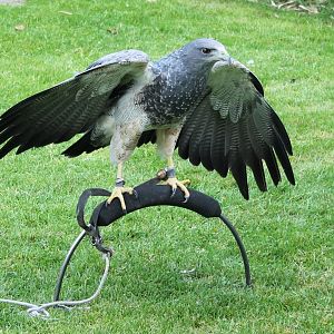 Chilean blue eagle - aka Black-chested buzzard-eagle