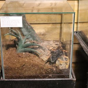 Enclosure Boehms tarantula