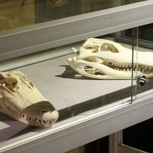 Crocodilian skulls