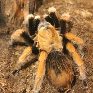 Aphonopelma bicoloratum