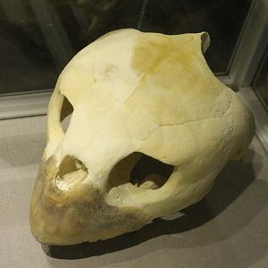 Sea turtle skull