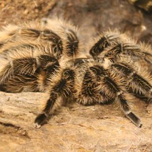 Brachypelma albopilosum
