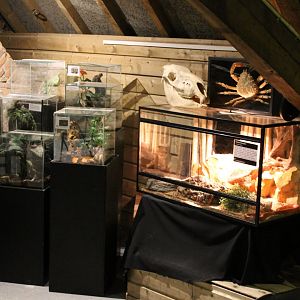 Spider and snake enclosures