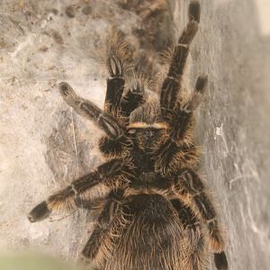 Brachypelma albopilosum