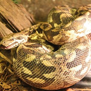Dumeril's boa