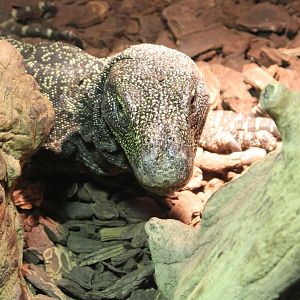 Crocodile monitor