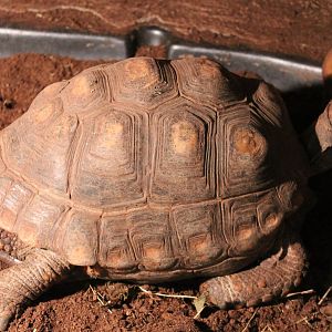 Red-footed tortoise