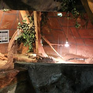 Tortoise enclosure