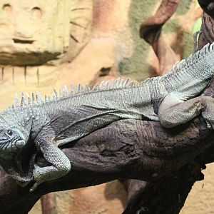 Green iguana