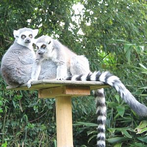 Ring-tailed lemurs