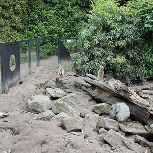 Meerkat-enclosure