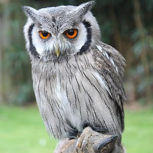 Northern white-faced scops-owl