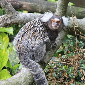 Common marmoset