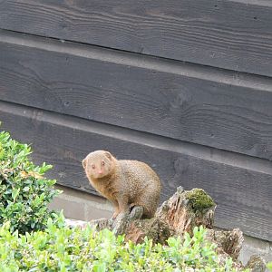 Dwarf mongoose