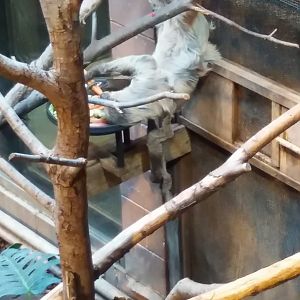 Baby Two-Toed Sloth 17/11/2016