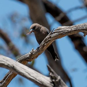Dusky Woodswallow