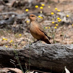 Rufous Treecreeper