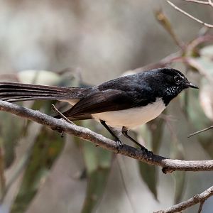 Willie Wagtail