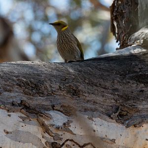 Yellow-plumed Honeyeater