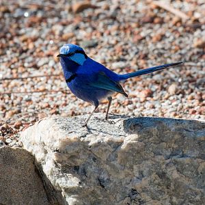 Splendid Blue Wren male