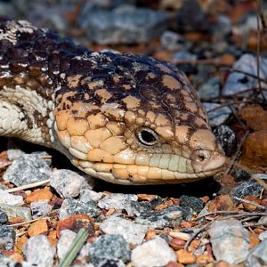 Western Australia Shingleback