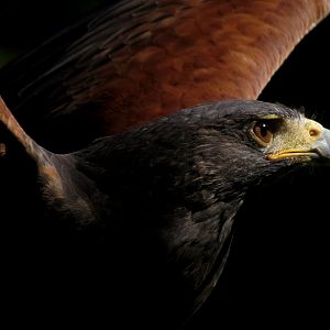 Harris's Hawk