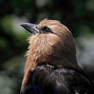 Blue-bellied Roller