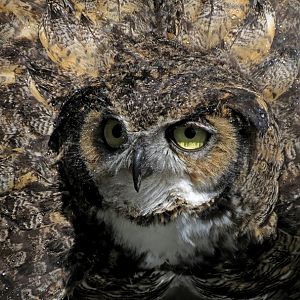 Great Horned Owl