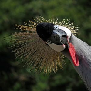 East African Crowned Crane