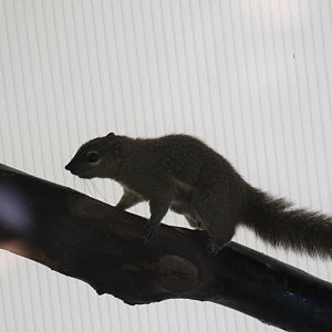Plantain Squirrel