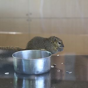 Plantain Squirrel