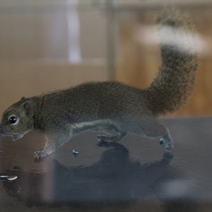 Plantain Squirrel