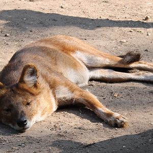 Dhole
